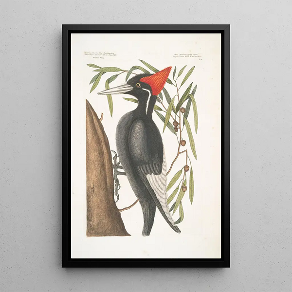 Quercus Anpotius Ilex Marilandica folio longo angusto salicis Oak Willow Picus Maximus rostro Albo Grand Beak White - Mark Catesby — framed artwork on a wall