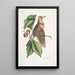 Quercus Castanea with tall leaves Virginian Oak Chestnut Tree Picus carius major with golden wings The Golden-winged Woodpecker - Mark Catesby — framed artwork on a wall