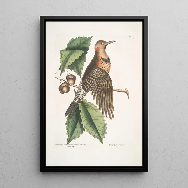Quercus Castanea with tall leaves Virginian Oak Chestnut Tree Picus carius major with golden wings The Golden-winged Woodpecker - Mark Catesby — framed artwork on a wall