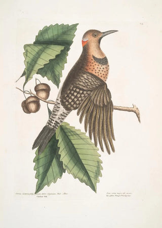 Mark Catesby - Quercus Castanea foliis procera Arbor Virginiana Chesnut Oak Picus carius major alis aureis The golden Winged Woodpecker.webp