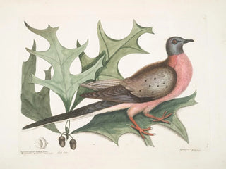 Scarlet Oak, wider and spikier leaves, Passenger Pigeon - Mark Catesby — artwork view