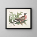 Scarlet Oak, wider and spikier leaves, Passenger Pigeon - Mark Catesby — framed artwork on a wall
