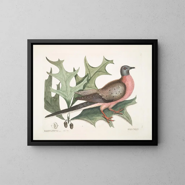 Scarlet Oak, wider and spikier leaves, Passenger Pigeon - Mark Catesby — framed artwork on a wall