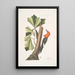 Quercus folio non serrato in summitate quasi triangulo Chêne d'Eau Picus capite toto rubro Le Pic à Tête Rouge - Mark Catesby — framed artwork on a wall