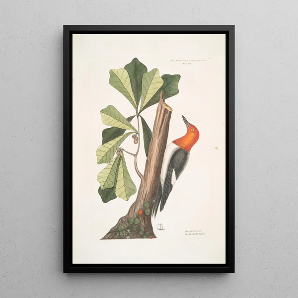 Quercus folio non serrato in summitate quasi triangulo Chêne d'Eau Picus capite toto rubro Le Pic à Tête Rouge - Mark Catesby — framed artwork on a wall