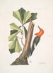 Quercus folio non serrato in summitate quasi triangulo Chêne d'Eau Picus capite toto rubro Le Pic à Tête Rouge - Mark Catesby — artwork view
