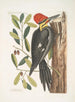Quercus sempervirens with oblong non-sinuate leaves Green Oak Picus maximus crested beak The Great Red-crested Woodpecker - Mark Catesby — artwork view
