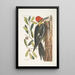Quercus sempervirens with oblong non-sinuate leaves Green Oak Picus maximus crested beak The Great Red-crested Woodpecker - Mark Catesby — framed artwork on a wall