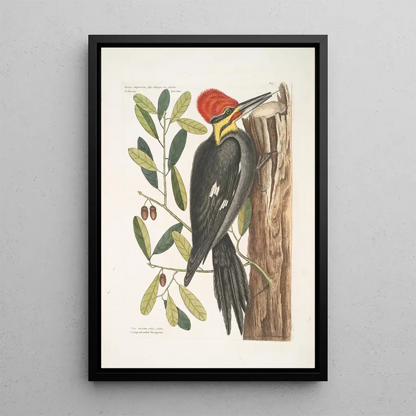Quercus sempervirens with oblong non-sinuate leaves Green Oak Picus maximus crested beak The Great Red-crested Woodpecker - Mark Catesby — framed artwork on a wall