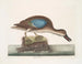 The Blue-winged Squeaker Duck - Mark Catesby — artwork view