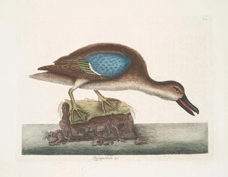 The Blue-winged Squeaker Duck - Mark Catesby — artwork view