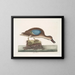 The Blue-winged Squeaker Duck - Mark Catesby — framed artwork on a wall