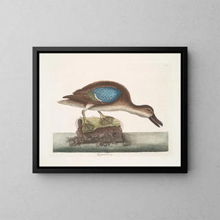 The Blue-winged Squeaker Duck - Mark Catesby — framed artwork on a wall