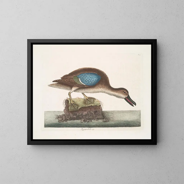 The Blue-winged Squeaker Duck - Mark Catesby — framed artwork on a wall