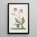 Rana Aquatica The Water Frog Sarracena - Mark Catesby — framed artwork on a wall