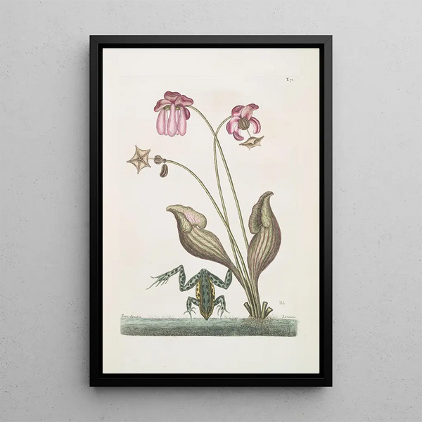 Rana Aquatica The Water Frog Sarracena - Mark Catesby — framed artwork on a wall