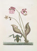 Rana Aquatica The Water Frog Sarracena - Mark Catesby — artwork view