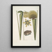 Rana Terrestris The Ground Frog Sarracena - Mark Catesby — framed artwork on a wall