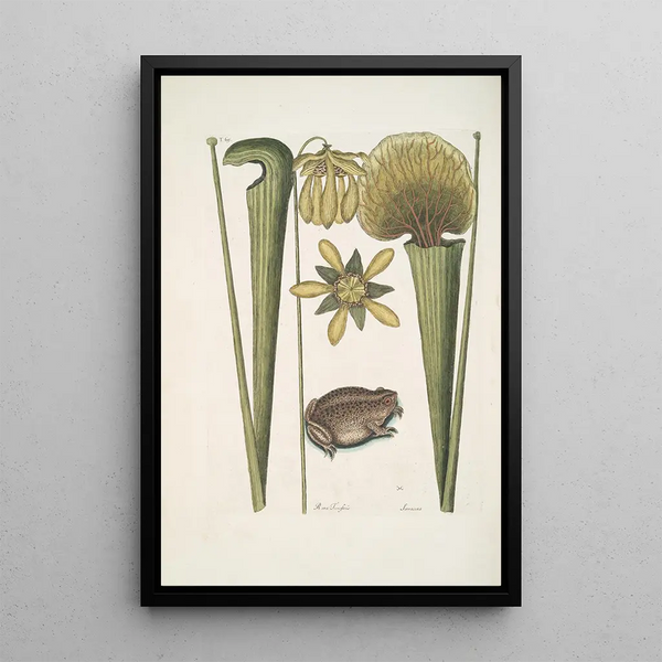 Rana Terrestris The Ground Frog Sarracena - Mark Catesby — framed artwork on a wall