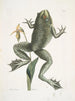 Rana maxima The bullfrog Helleborena The Virgin's hoof of Pennsylvania - Mark Catesby — artwork view