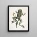 Rana maxima The bullfrog Helleborena The Virgin's hoof of Pennsylvania - Mark Catesby — framed artwork on a wall