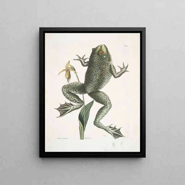 Rana maxima The bullfrog Helleborena The Virgin's hoof of Pennsylvania - Mark Catesby — framed artwork on a wall