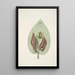 Rana viridis arborea The Green Tree Frog Arum Americanum The Skunk Herb - Mark Catesby — framed artwork on a wall