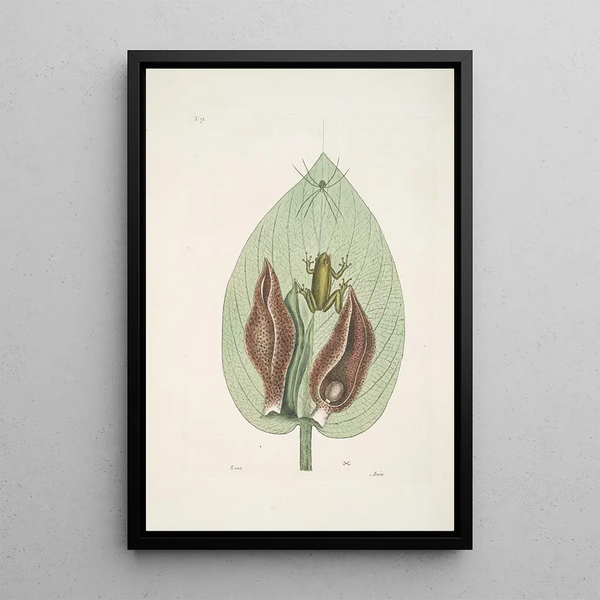 Rana viridis arborea The Green Tree Frog Arum Americanum The Skunk Herb - Mark Catesby — framed artwork on a wall