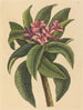 Frangipanni rouge Plumeria rubra - Mark Catesby — artwork view