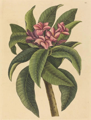Mark Catesby - Red Frangipanni Plumeria rubra.webp