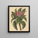 Frangipanni rouge Plumeria rubra - Mark Catesby — framed artwork on a wall