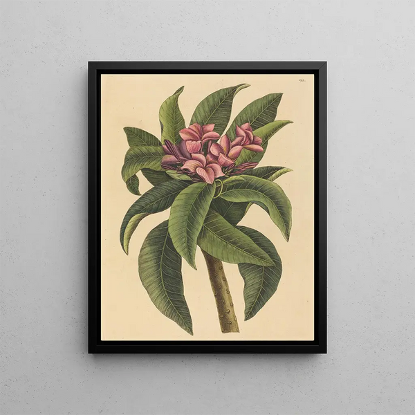 Frangipanni rouge Plumeria rubra - Mark Catesby — framed artwork on a wall