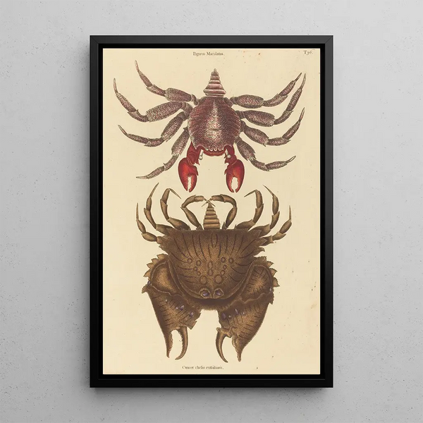 Crab Rock Motté Red Cancer grapsus - Mark Catesby — framed artwork on a wall