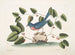 L'oiseau bleu - Mark Catesby — artwork view