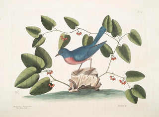 L'oiseau bleu - Mark Catesby — artwork view