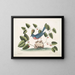 L'oiseau bleu - Mark Catesby — framed artwork on a wall
