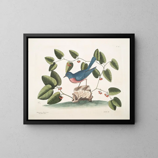 L'oiseau bleu - Mark Catesby — framed artwork on a wall