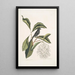 Rubicilla minor nigra The Little Bullfinch Black Amelanchier c The Fringed Tree - Mark Catesby — framed artwork on a wall