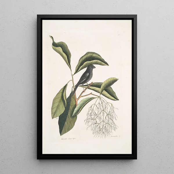 Rubicilla minor nigra The Little Bullfinch Black Amelanchier c The Fringed Tree - Mark Catesby — framed artwork on a wall