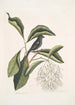 Rubicilla minor nigra The Little Bullfinch Black Amelanchier c The Fringed Tree - Mark Catesby — artwork view