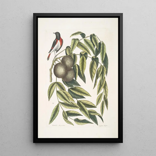 Mark Catesby - Ruticilla Americana The RedStart Juglans Nigra The Black Walnut.webp