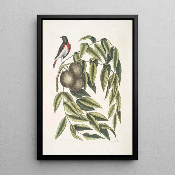 Ruticilla Americana The American Redstart Juglans Nigra The Black Walnut - Mark Catesby — framed artwork on a wall