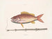 The Tobacco Fish - Mark Catesby — artwork view