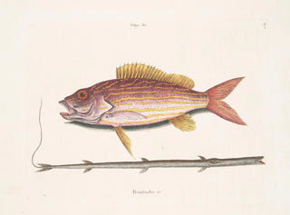 The Tobacco Fish - Mark Catesby — artwork view