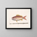 The Tobacco Fish - Mark Catesby — framed artwork on a wall