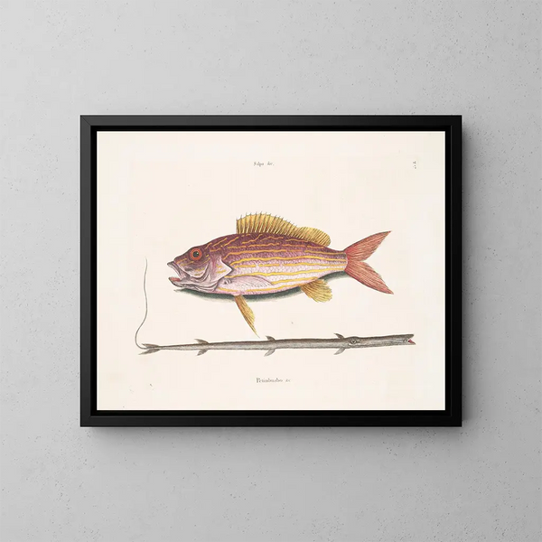 The Tobacco Fish - Mark Catesby — framed artwork on a wall