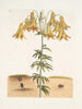 Scarabée américain des pilules The Tumble Turds Lily c - Mark Catesby — artwork view