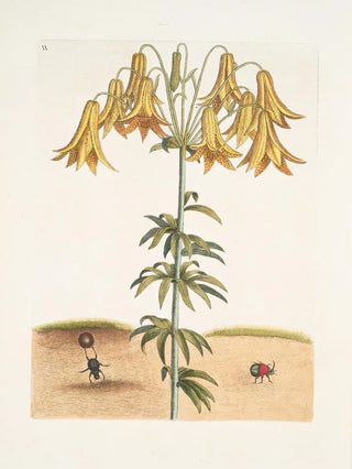 Mark Catesby - Scarabus pilularis Americanus The TumbleTurds Lilium c.webp