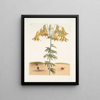 Mark Catesby - Scarabus pilularis Americanus The TumbleTurds Lilium c.webp