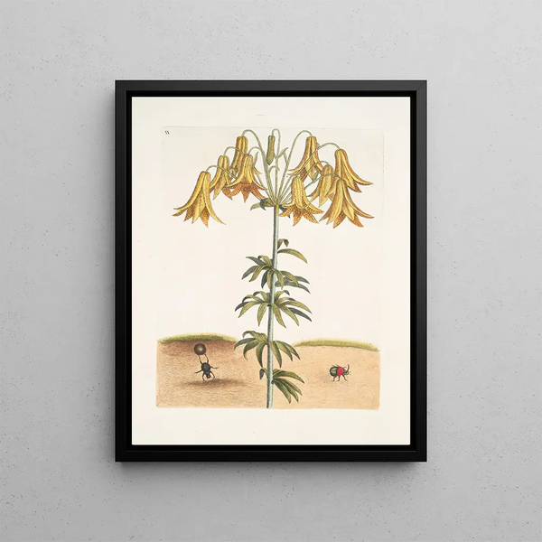 Scarabée américain des pilules The Tumble Turds Lily c - Mark Catesby — framed artwork on a wall